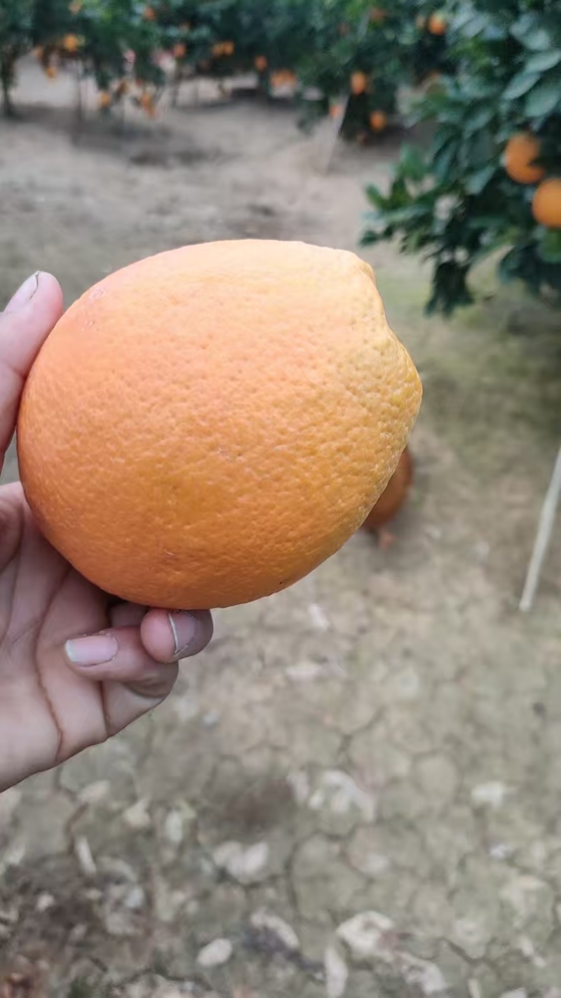 枝江脐橙,大量新鲜现货速发，产品保质保量欢迎选购
