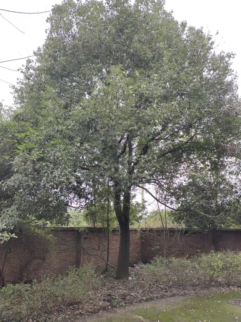 香樟树