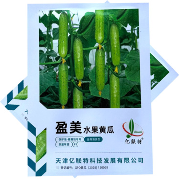 盈美水果黄瓜种子全雌油亮型刺瘤小薄皮肉厚腔小绿肉基地种植
