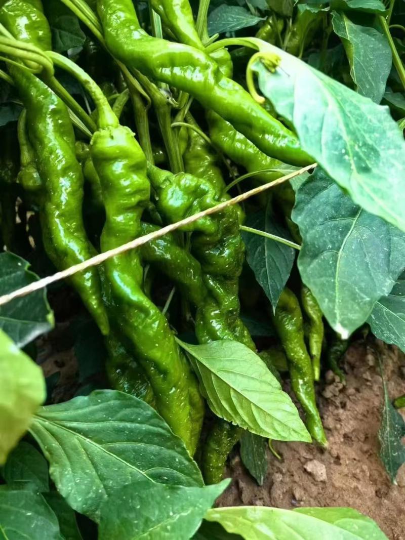 螺丝椒种子早熟鼎椒龙悦皮薄肉厚羊角辣椒种子