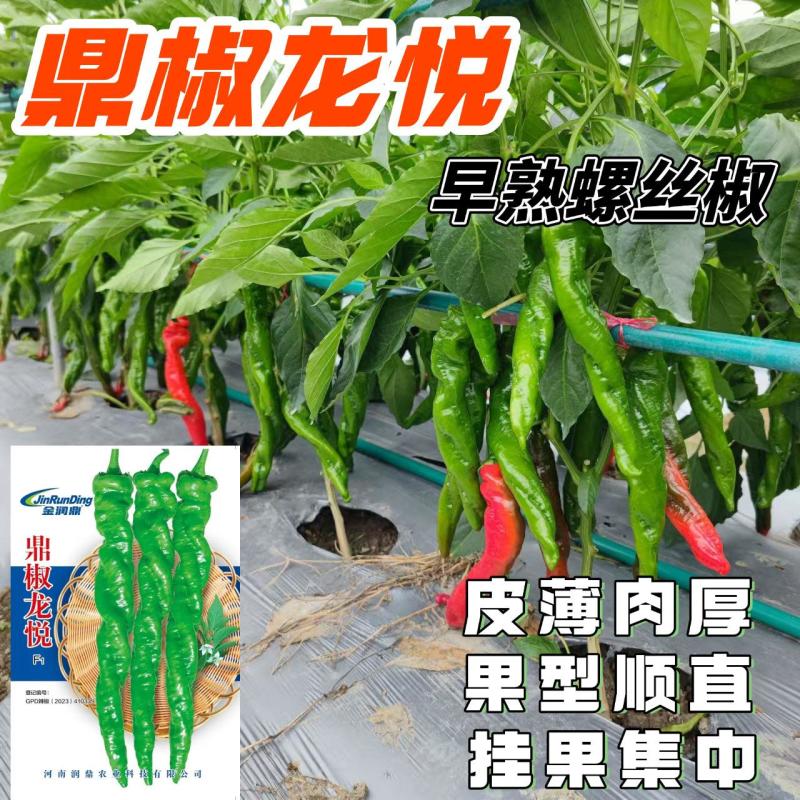 螺丝椒种子早熟鼎椒龙悦皮薄肉厚羊角辣椒种子