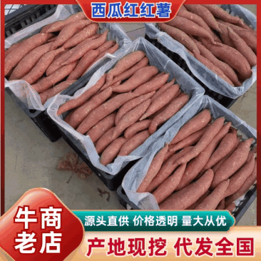 西瓜红红薯品相好口感正常年有货