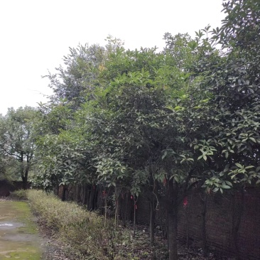桂花树