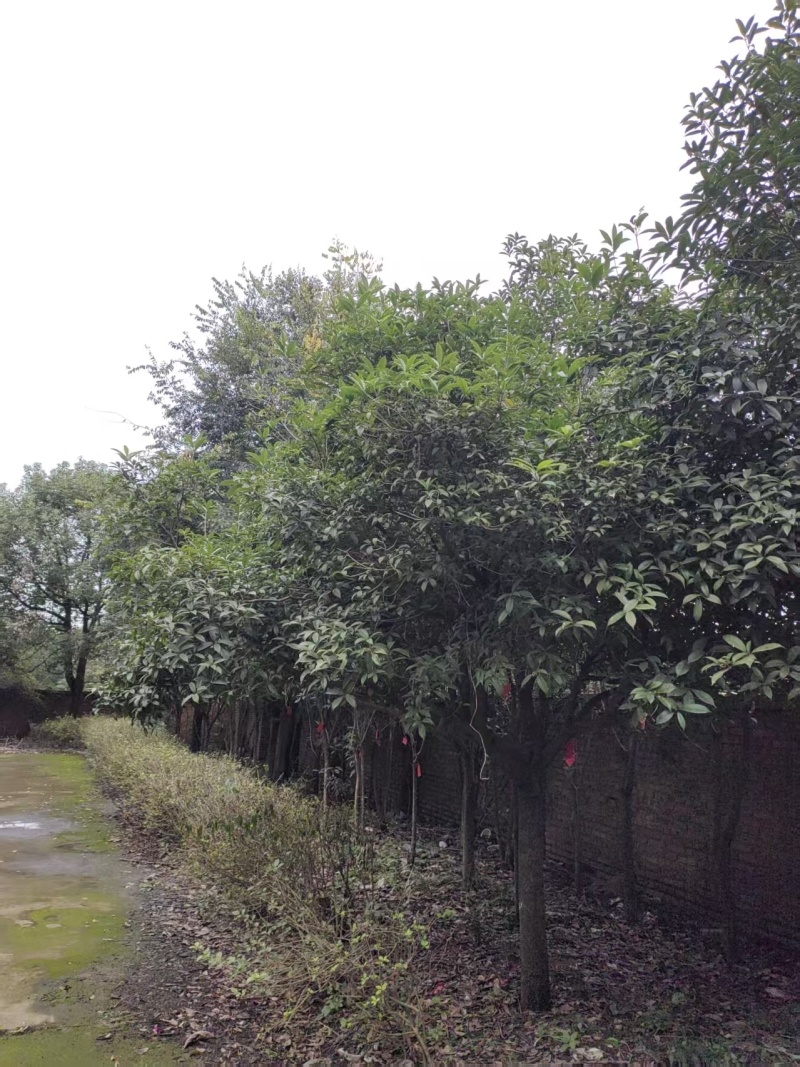 桂花树