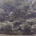 大榕树