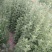 艾草中药材基地直供价格优惠品质保证价格优惠来电详谈