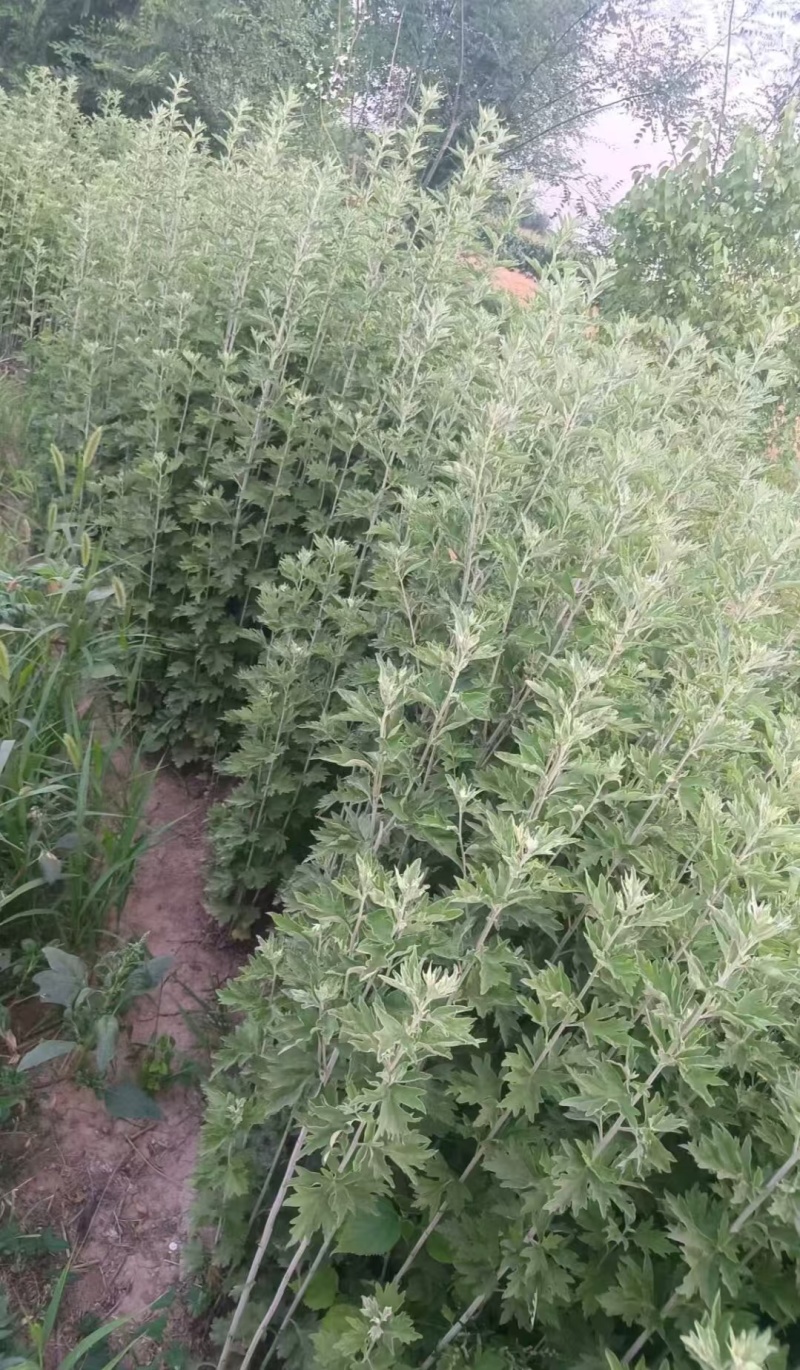 精品艾草干货供应对接全国市场/药材厂/品质保证来电洽谈