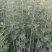 精品艾草干货供应对接全国市场/药材厂/品质保证来电洽谈