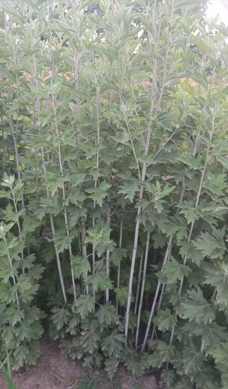 精品艾草干货供应对接全国市场/药材厂/品质保证来电洽谈