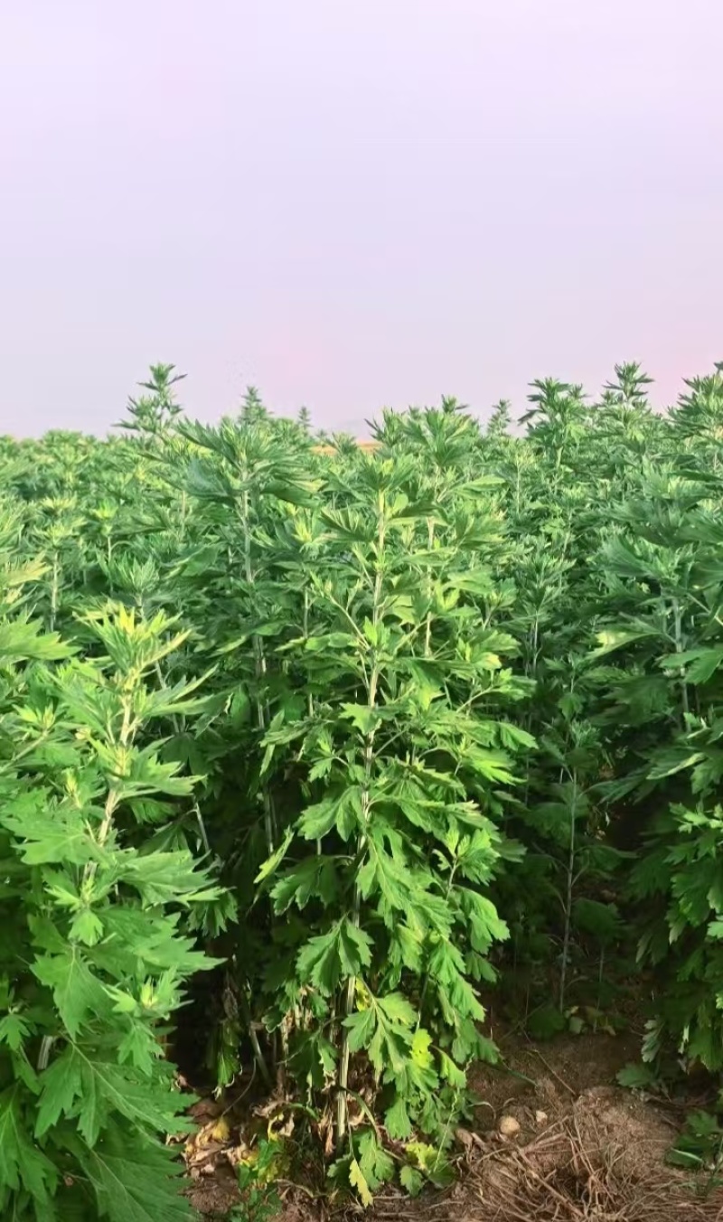 精品艾草干货供应对接全国市场/药材厂/品质保证来电洽谈
