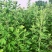 精品艾草干货供应对接全国市场/药材厂/品质保证来电洽谈