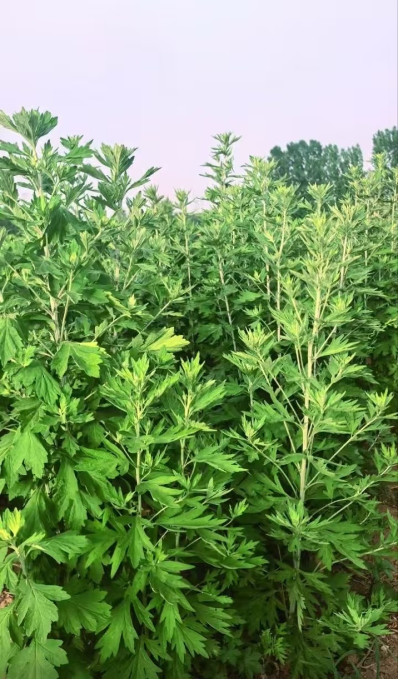 精品艾草干货供应对接全国市场/药材厂/品质保证来电洽谈