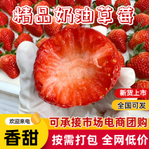 臧香草莓，奶油草莓，产地直发诚信经营，可对接电商商超等