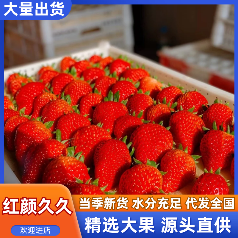 产地直发红颜久久草莓。代办，专业分拣批发，可对接电商商超等