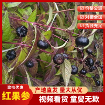 【优选好货】云南优质红果参产地直发一手货源