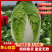 黄心白菜湖北白菜产地一手货源保质保量对接全国市场
