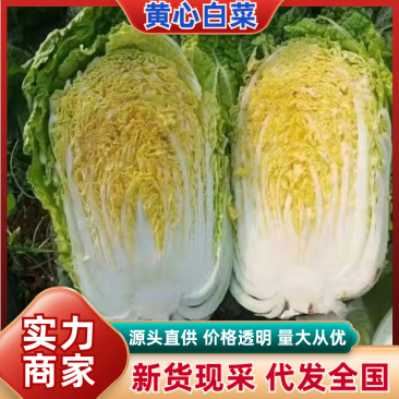 黄心白菜湖北宜城白菜货源充足品质保障按需包装