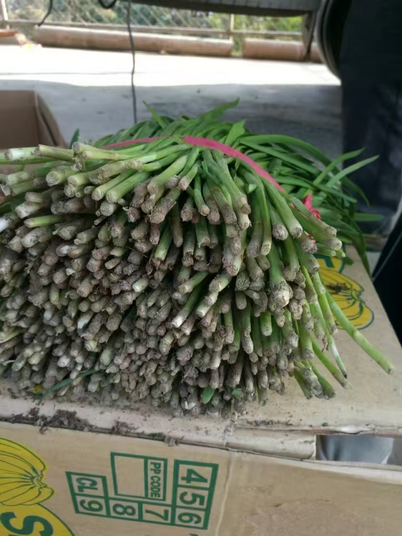 韭菜河北韭菜产地一手货源品质保障对接全国市场等