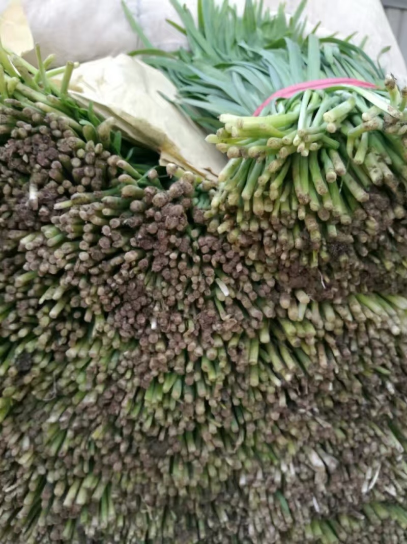 韭菜河北韭菜产地一手货源品质保障对接全国市场等