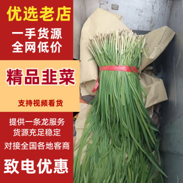 韭菜河北韭菜产地一手货源品质保障对接全国市场等