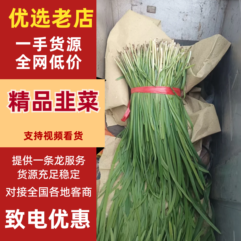 韭菜河北韭菜产地一手货源品质保障对接全国市场等