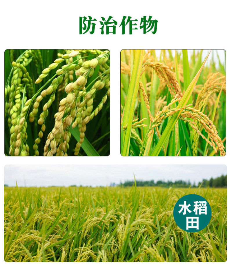 6%春雷霉素杀菌剂水稻稻瘟病流胶病溃疡病细菌性角斑病农用