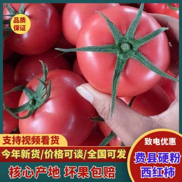 《聊城西红柿》硬粉西红柿对接电商商超市场全国批发