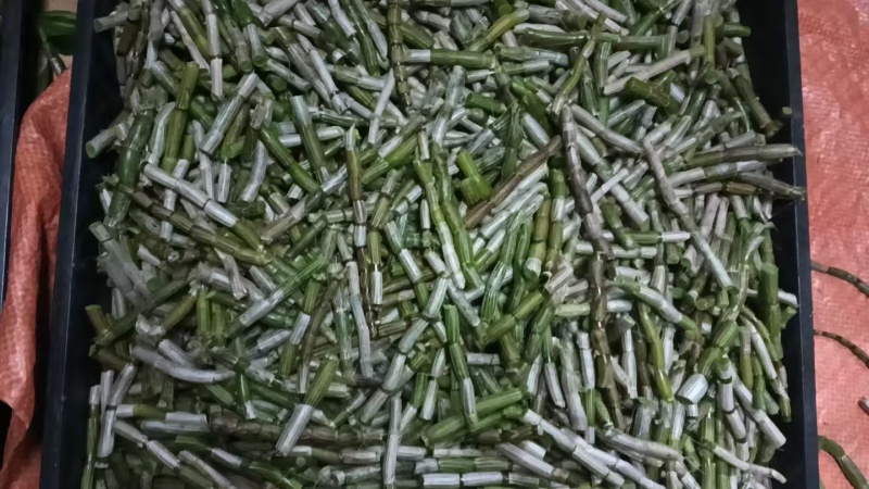 云南软脚铁皮石斛/干条石斛/农户种植一手货源现摘现发