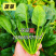 【实力供货】小叶菠菜价格透明有要的联系全国发货