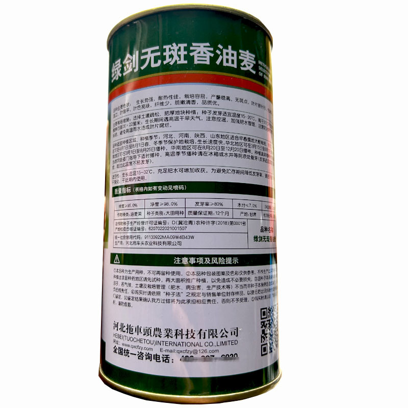 绿剑无斑香油麦菜种子大颗型油麦菜叶宽香油麦种籽
