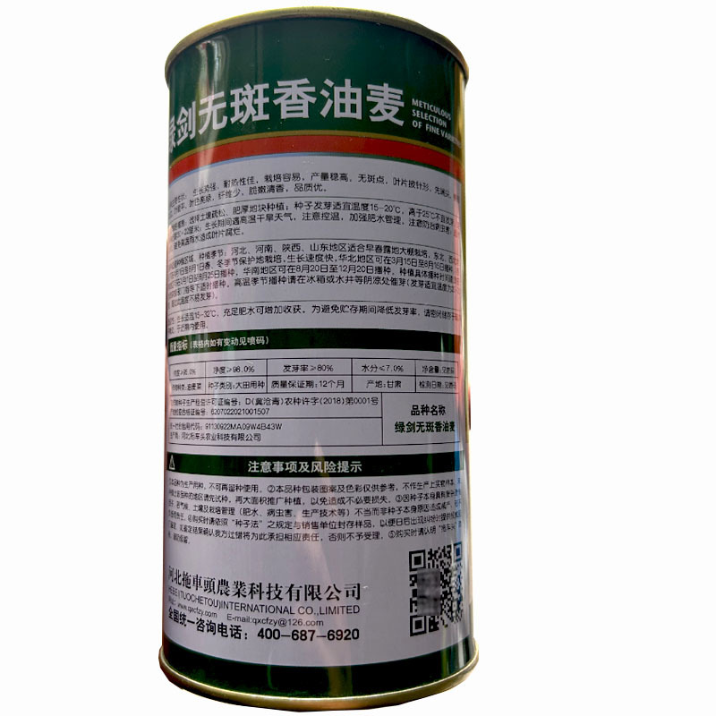 绿剑无斑香油麦菜种子大颗型油麦菜叶宽香油麦种籽