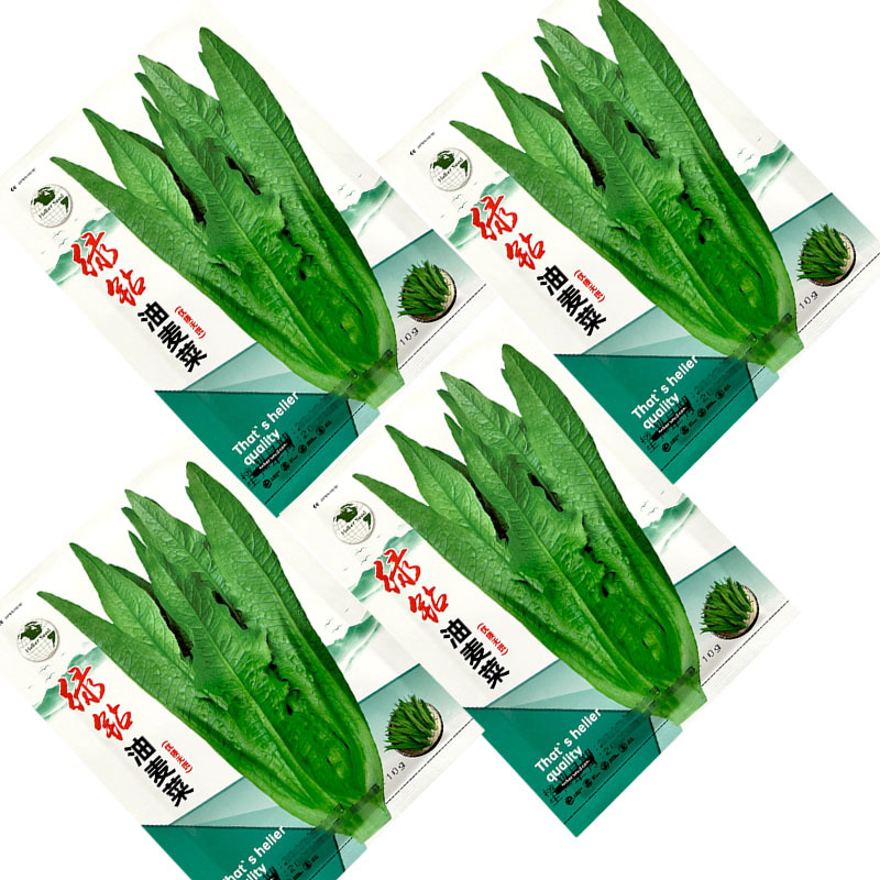 绿剑无斑香油麦菜种子大颗型油麦菜叶宽香油麦种籽