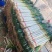 临沂铁杆大葱自家货源量大条形好按需求分拣打包加工提供打捆