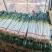 临沂铁杆大葱自家货源量大条形好按需求分拣打包加工提供打捆
