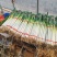 临沂铁杆大葱自家货源量大条形好按需求分拣打包加工提供打捆