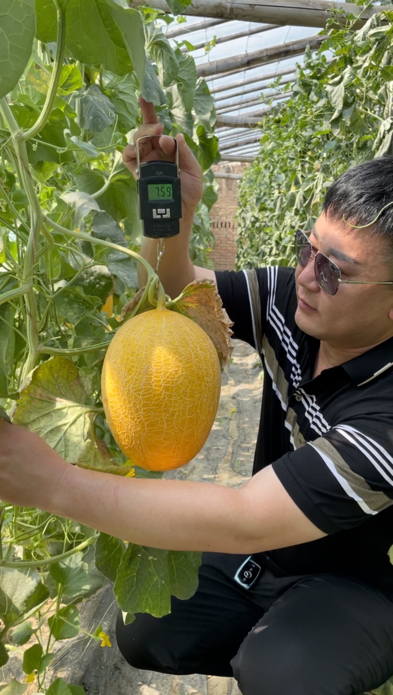 黄金18号耐低温黄网纹品种抗性强适合南北方种植
