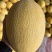 黄金18号耐低温黄网纹品种抗性强适合南北方种植