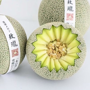 财团718高档网纹瓜种子大果正圆型抗逆性强