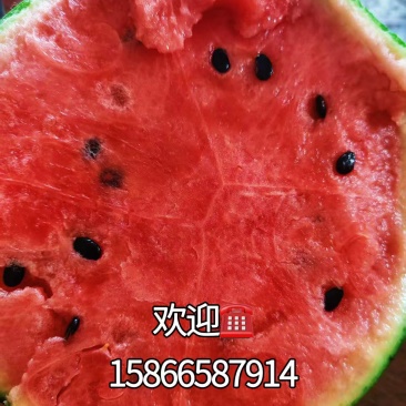 实力代收山东2K西瓜口感好对接电商社区团购一手货源。