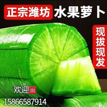 山东潍县青萝卜，水果萝卜，价格合理，质量很好，口感脆甜。