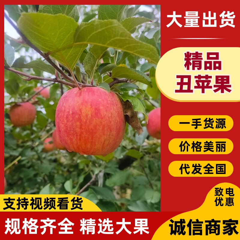 【精品推荐】四川汉源高山冰糖心丑苹果红富士苹果