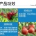 30%甲霜恶霉灵烂根死苗根腐病立枯病枯萎病猝倒病土传病害
