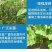 30%甲霜恶霉灵烂根死苗根腐病立枯病枯萎病猝倒病土传病害