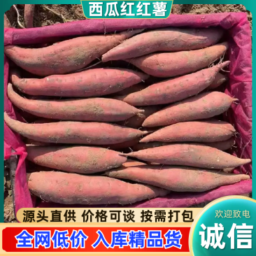 河北西瓜红，商薯，市场，电商，各种规格，价格电话商议