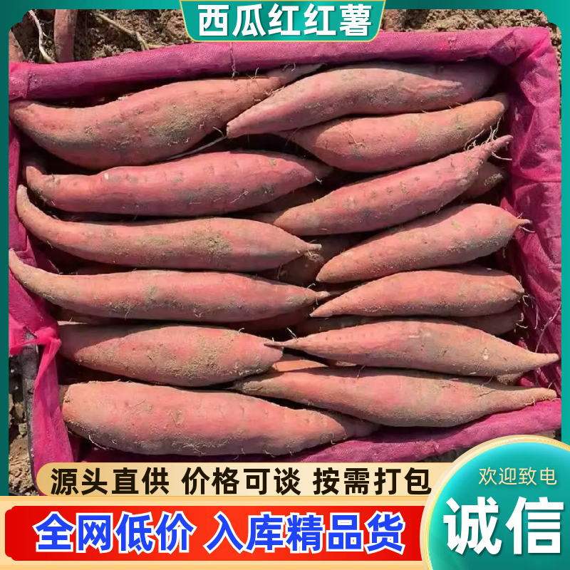 河北西瓜红，商薯，市场，电商，各种规格，价格电话商议