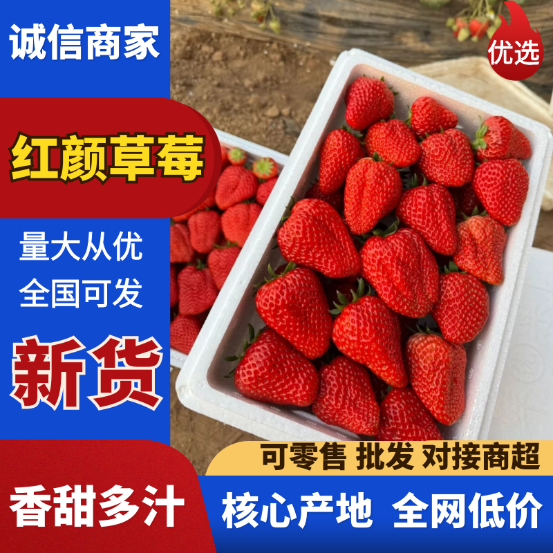 保定九九草莓红颜久久量大从优欢迎来电沟通