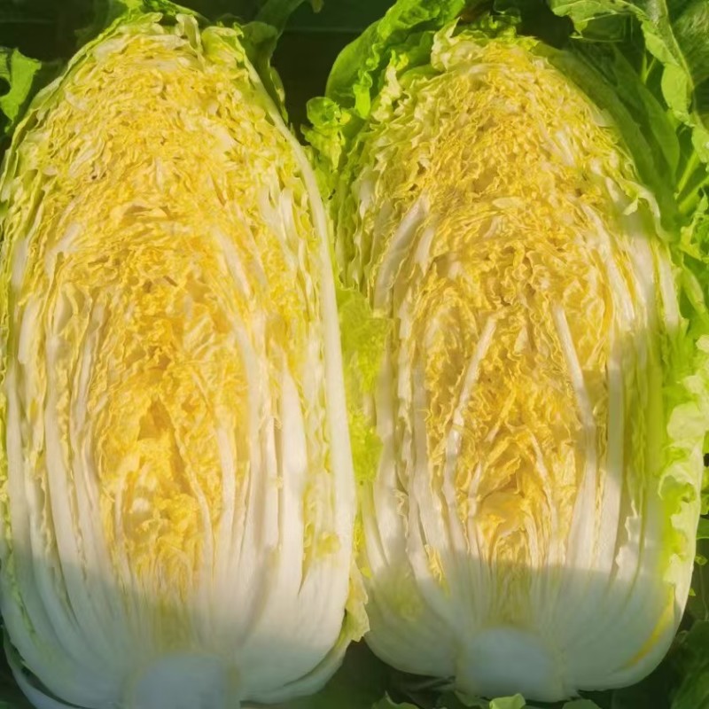 3-5斤黄心大白菜，翠绿清秀品相优良，货源充足，欢迎订购