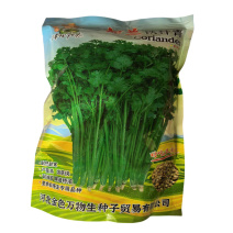 如兰铁杆青香菜种子耐热耐寒出芽快高产基地蔬菜种子