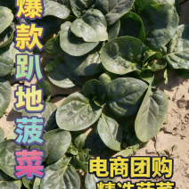热卖趴地菠菜！产地直发，精品包装，储存加工，欢迎砸单
