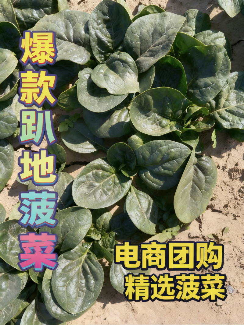热卖趴地菠菜！产地直发，精品包装，储存加工，欢迎砸单